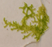 Chaetophora incrassata