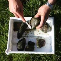 Piilev�n�ytteenotto tapahtuu helposti kivi� hammasharjalla k�sittelem�ll�